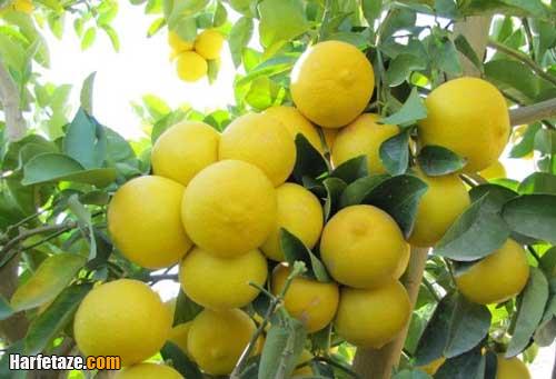 تعبیر خواب درخت لیمو