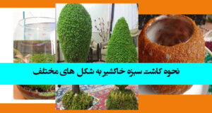 نحوه کاشت سبزه خاکشیر برای عید 1402 + مدل جدید سبزه خاکشیر ۱۴۰۲